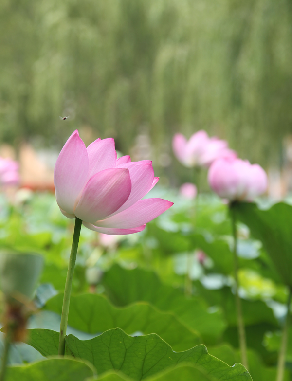 夏日荷花